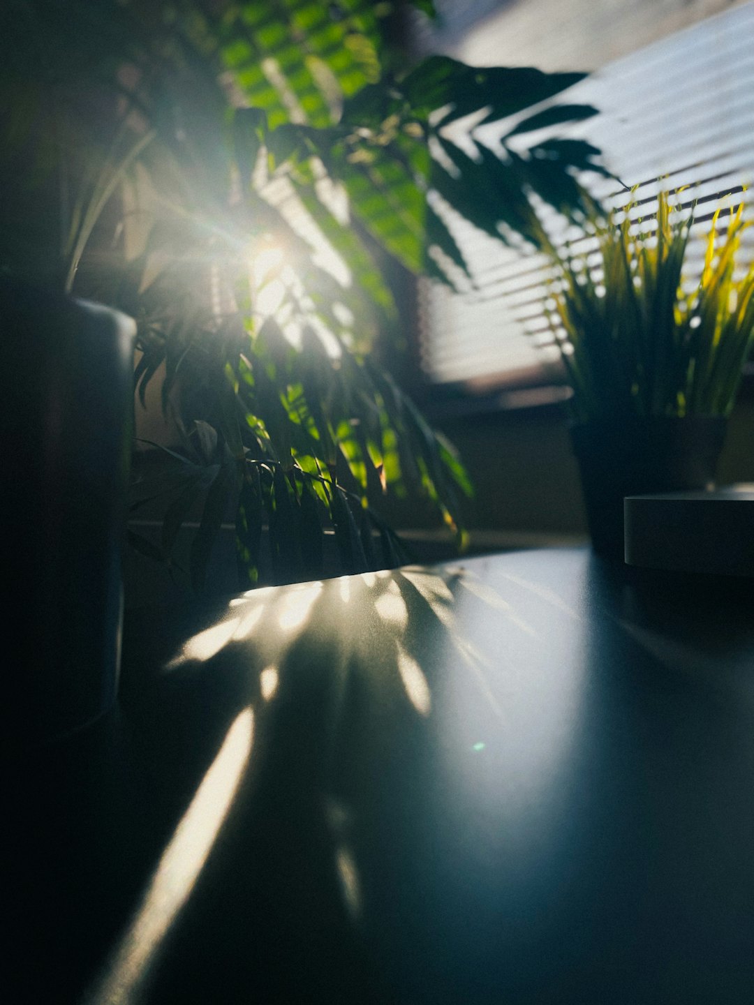 Sonnenlicht fällt durch Topfpflanzen und Fensterjalousien.